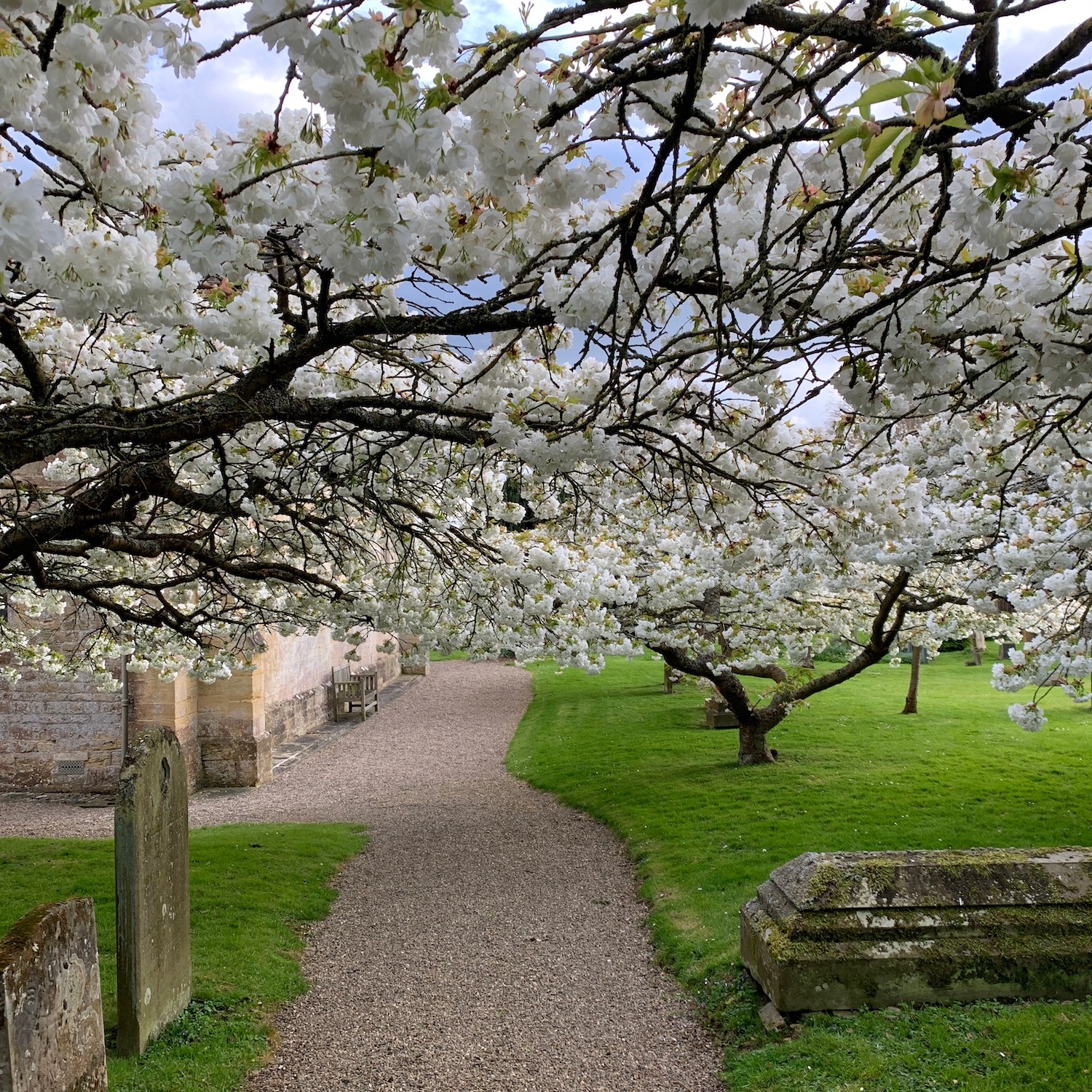 英国の日本をつなぐ桜のお話〜秘密の桜並木のお散歩